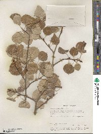 Populus tremuloides image