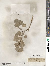 Populus tremuloides image