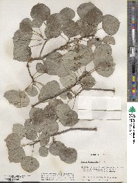 Populus tremuloides image