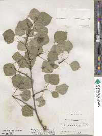 Populus tremuloides image