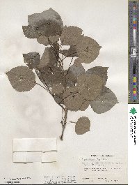 Populus tremuloides image