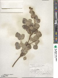 Populus tremuloides image