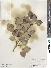 Populus tremuloides image