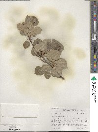 Populus tremuloides image