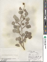 Populus tremuloides image