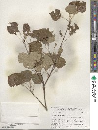 Populus tremuloides image