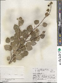 Populus tremuloides image