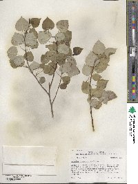 Populus tremuloides image