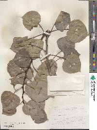 Populus tremuloides image