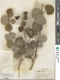 Populus tremuloides image