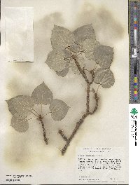 Populus tremuloides image