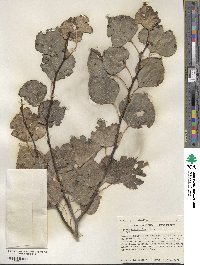 Populus tremuloides image