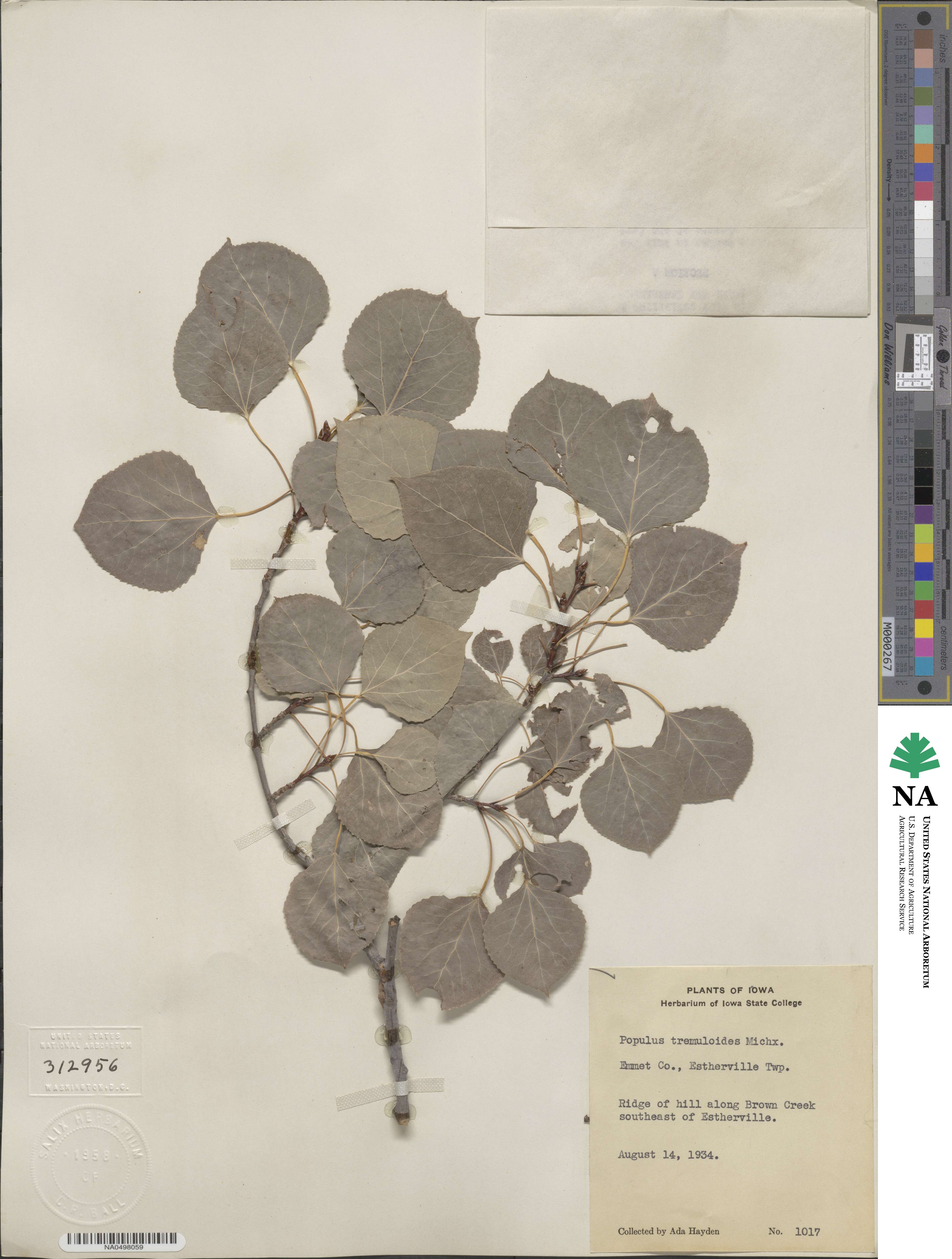 Populus tremuloides image