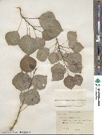 Populus tremuloides image