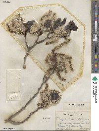 Populus tremuloides image