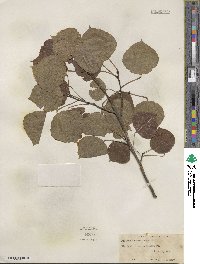 Populus tremuloides image