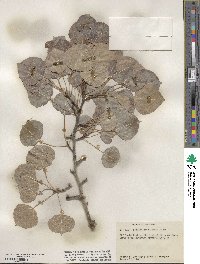 Populus tremuloides image