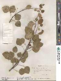 Populus tremuloides image