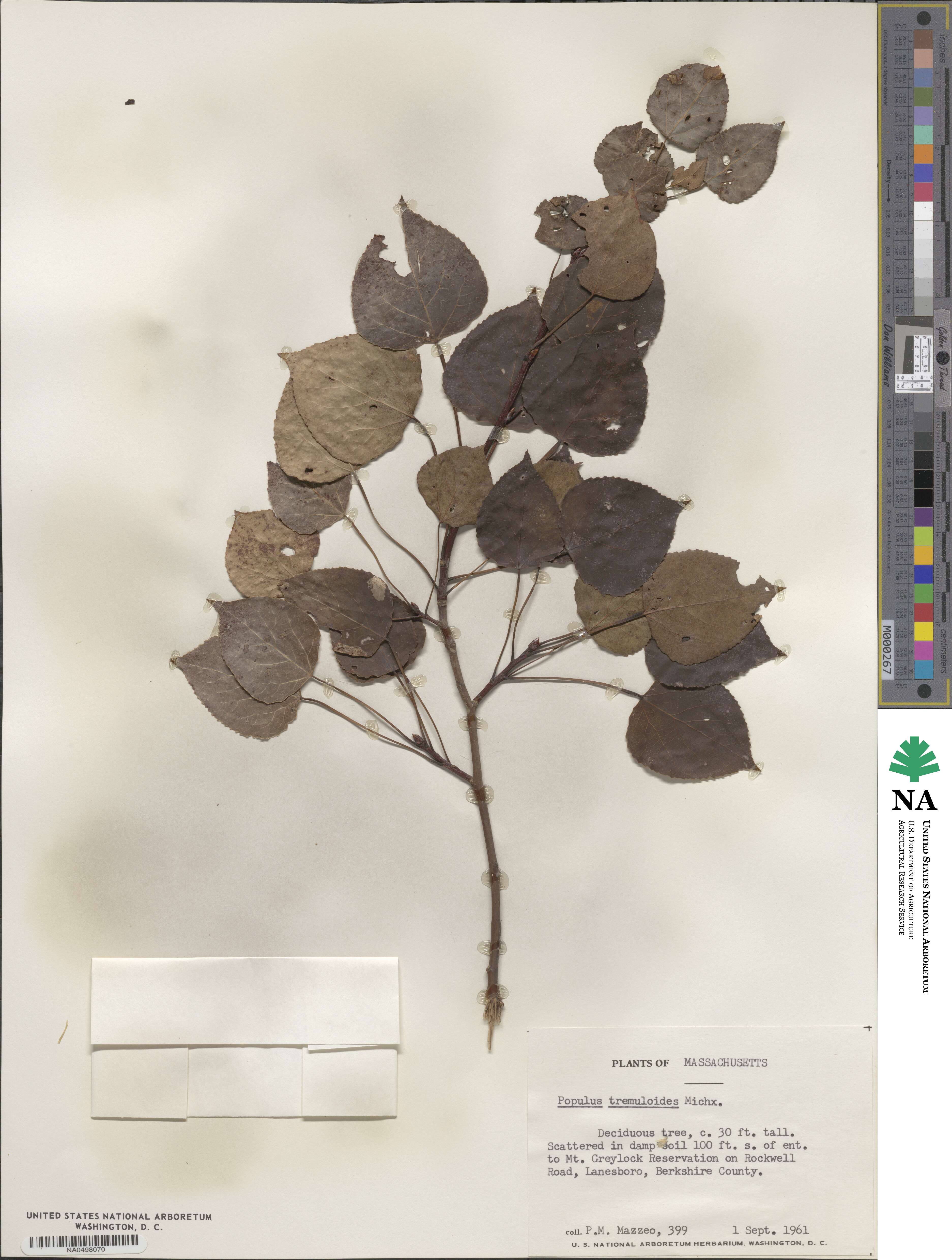 Populus tremuloides image