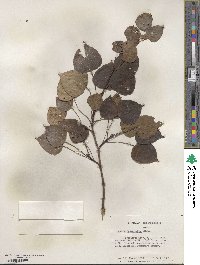 Populus tremuloides image