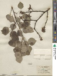 Populus tremuloides image