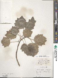 Populus tremuloides image