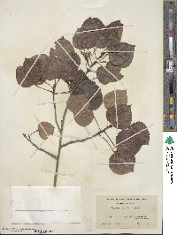 Populus tremuloides image