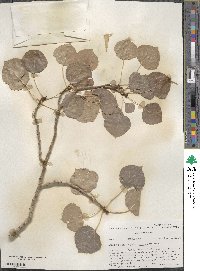 Populus tremuloides image