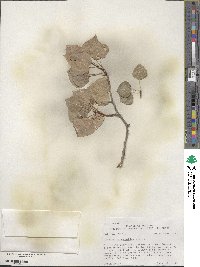 Populus tremuloides image