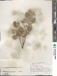 Populus tremuloides image