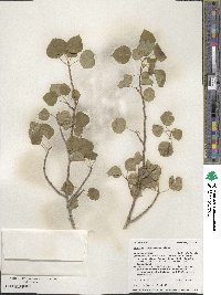 Populus tremuloides image