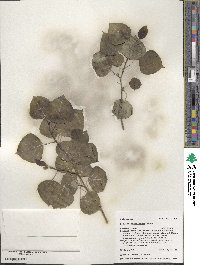 Populus tremuloides image