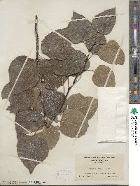 Populus tremuloides image