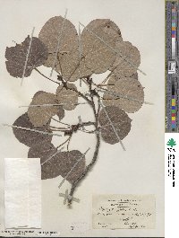 Populus tremuloides image