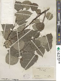 Populus tremuloides image