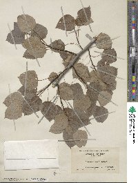 Populus tremuloides image