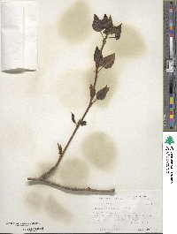 Populus trichocarpa image