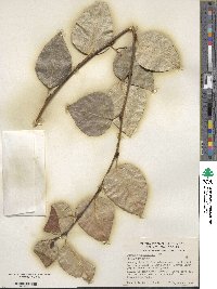 Populus trichocarpa image