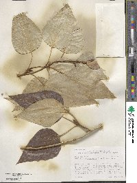 Populus trichocarpa image