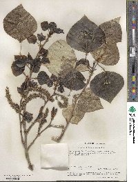 Populus trichocarpa image