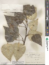 Populus trichocarpa image