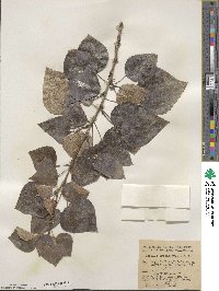 Populus trichocarpa image