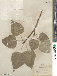 Populus trichocarpa image