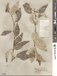 Populus trichocarpa image