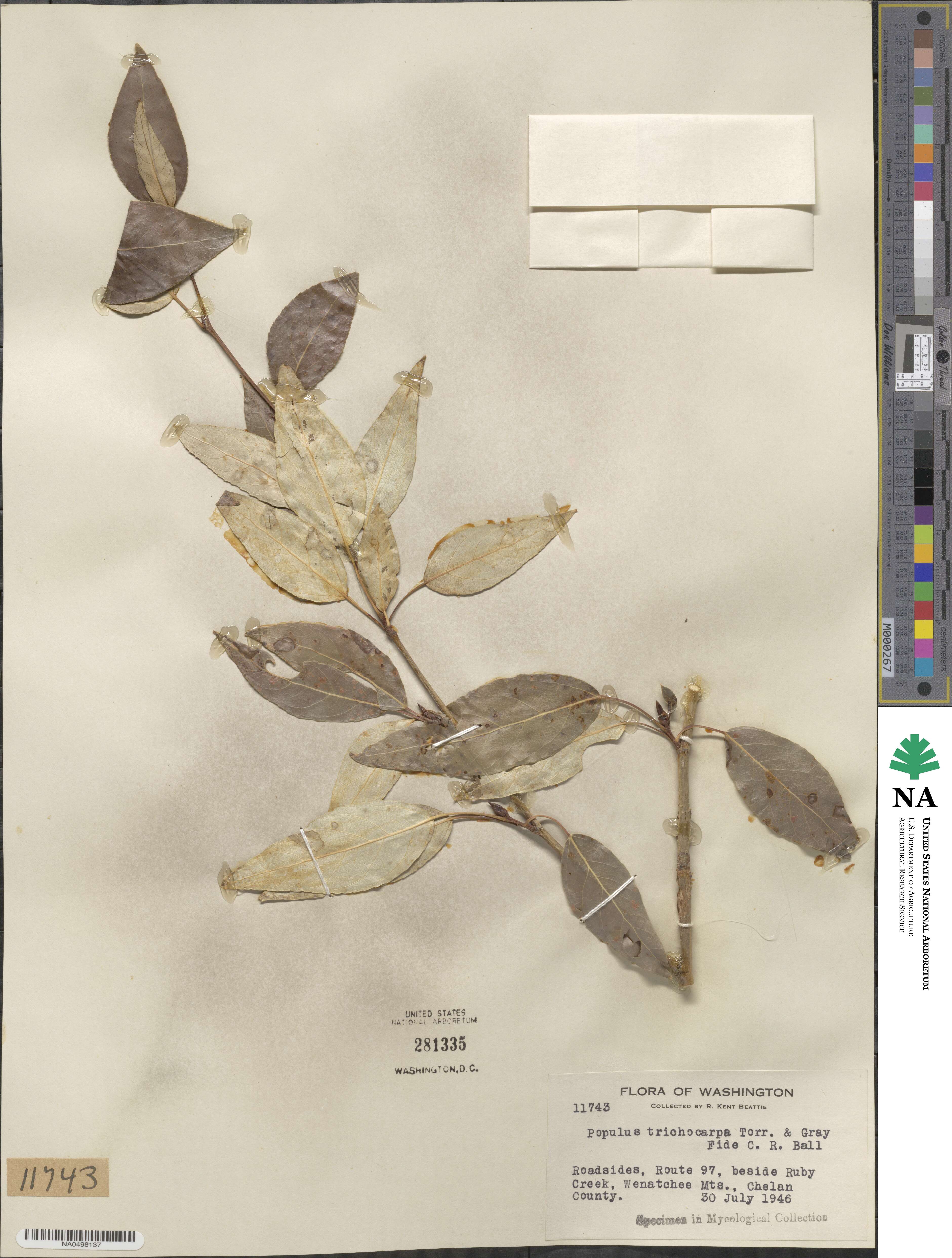 Populus trichocarpa image