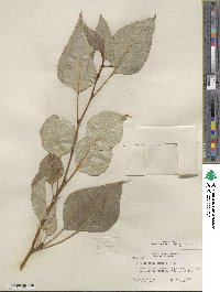 Populus trichocarpa image