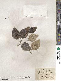 Populus trichocarpa image