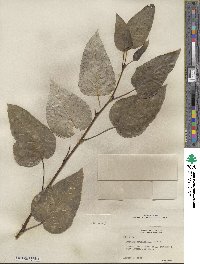 Populus trichocarpa image