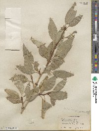 Populus trichocarpa image