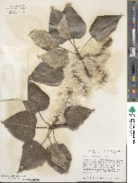 Populus trichocarpa image